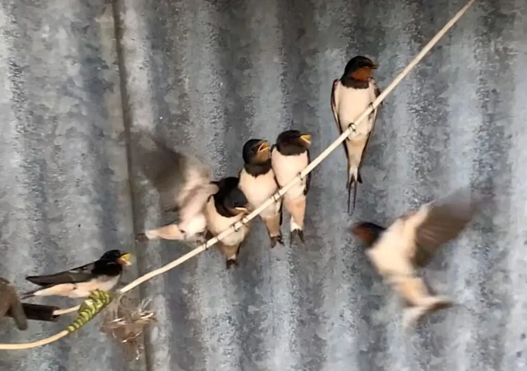 Summer swallows arriving in a barn